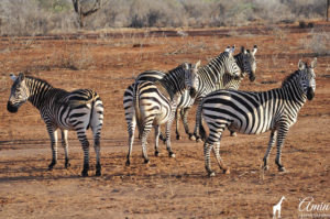 amin-safaris-kenia-zebra-wild-animals-tours