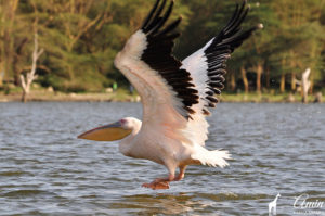 bird-watching-tour-amin-safaris-kenya-pelican-rift-valley