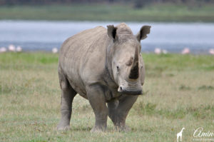 rhino-safari-africa-kenia-holiday-vacation-amin-tours