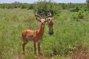 impala-kenya-safari-tours-amin