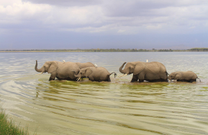 lake-amboseli-elephants