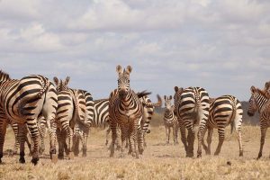 zebra-amin-safaris-kenya-tours