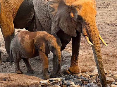 amin-kenya-elephants