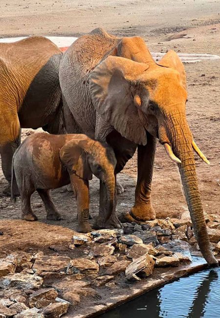 amin-kenya-elephants