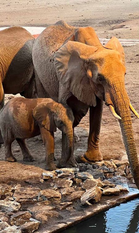 amin-kenya-elephants