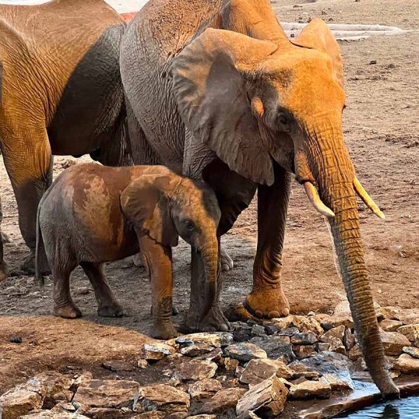 amin-kenya-elephants