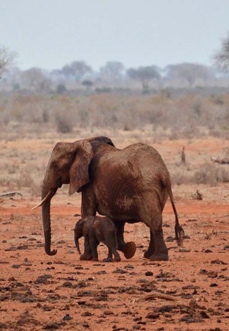 elephant-tsavo-tours