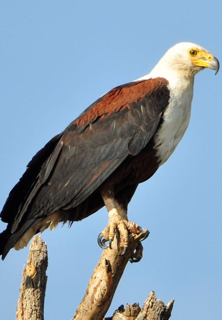 fish-eagle-bird-watching-amin-safaris-tours