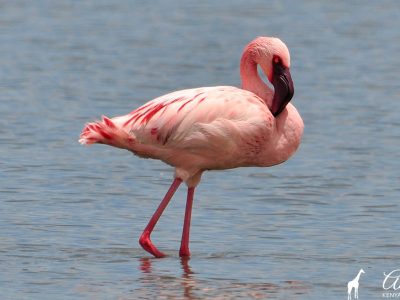 flamingo-bird-watching-safari-kenia-magical-amin-tours