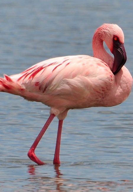 flamingo-bird-watching-safari-kenia-magical-amin-tours