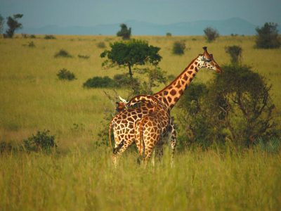 giraffe-wildlife-nature-amin-kenya-safaris