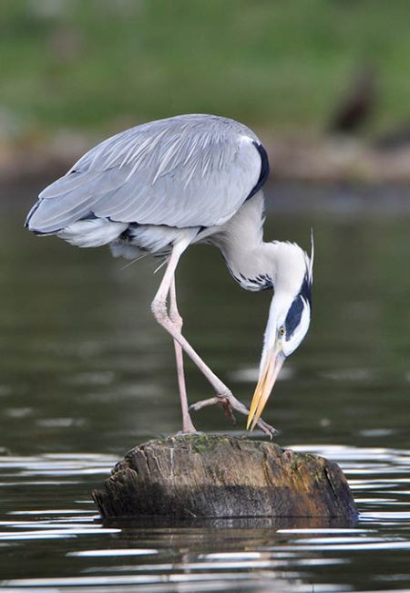 grey-heron-bird-watching-safari-tour-amin-kenia