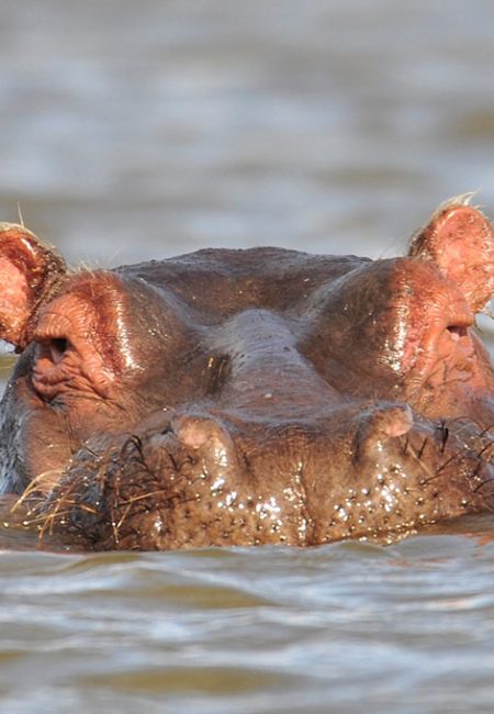 hippopotamus-lake-naivasha-kenya-amin-safaris