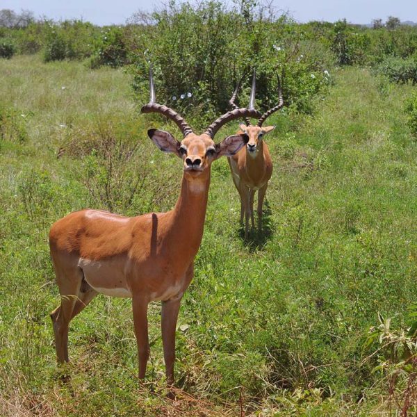 impala-kenya-safari-tours-amin