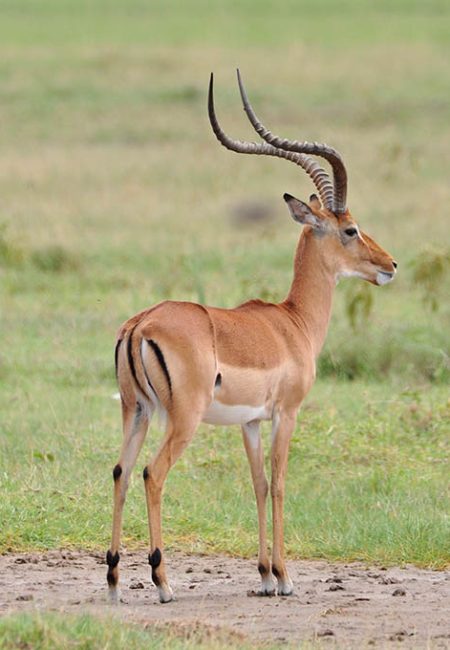 impala-safari-kenia-wild-animals-amin-tours-vacation-africa