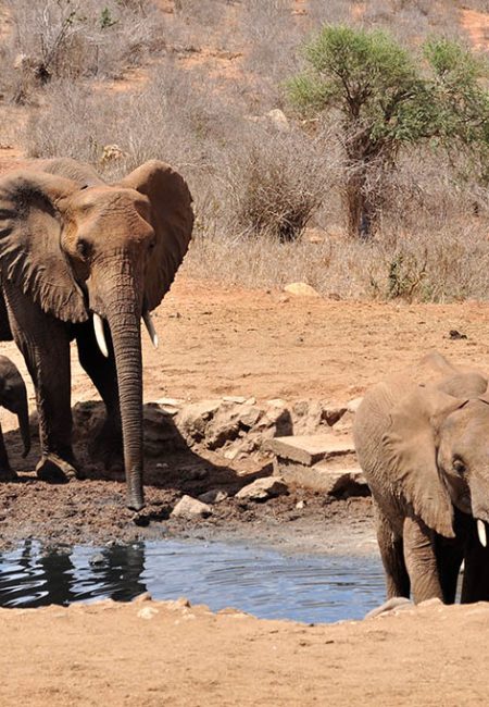 kenya-amin-safaris-elephant-tsavo-west-waterhole