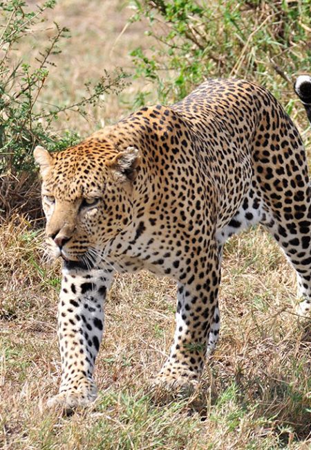 leopard-mara-safari-amin-tours