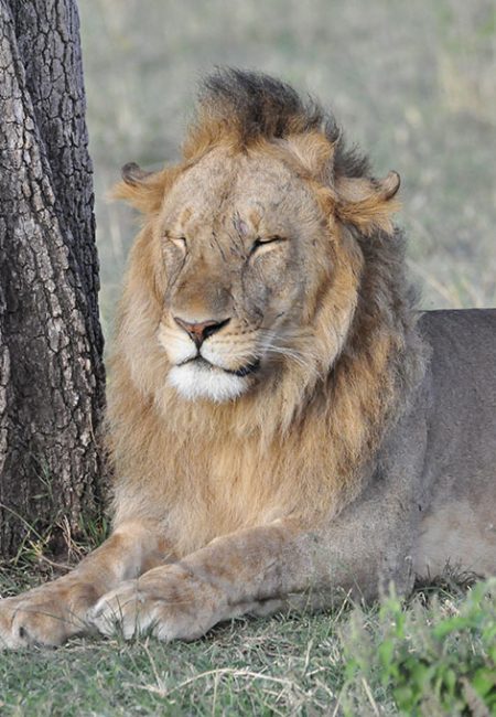 lion-king-of-jungle-amin-kenya-safaris