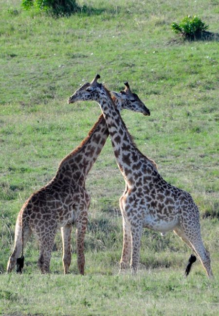 masai-giraffe-amin-kenya-safaris