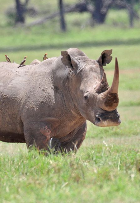 rhino-lake-nakuru-kenya-amin-safaris