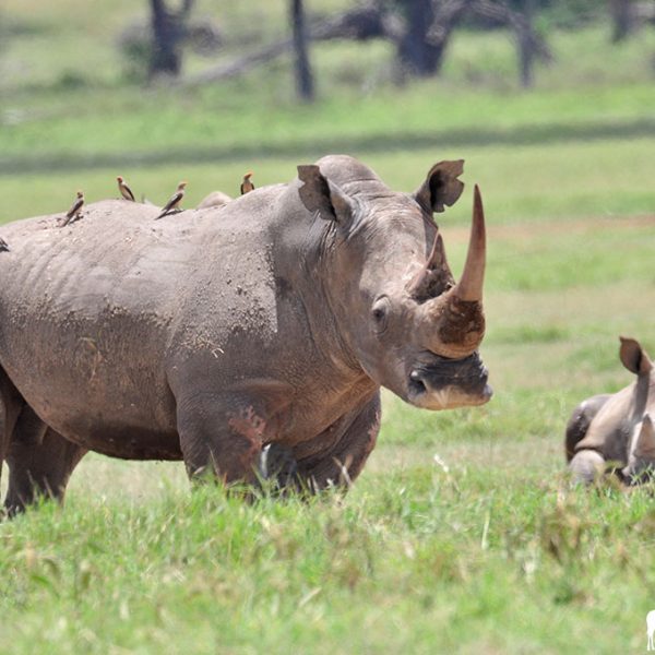 rhino-lake-nakuru-kenya-amin-safaris