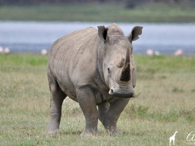 rhino-safari-africa-kenia-holiday-vacation-amin-tours