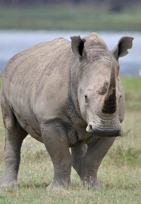 rhino-safari-africa-kenia-holiday-vacation-amin-tours