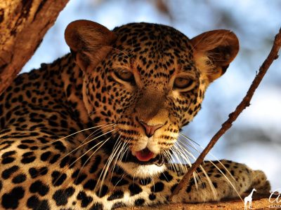 safari-leopard-big-five-amin-tours