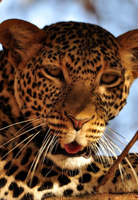 safari-leopard-big-five-amin-tours