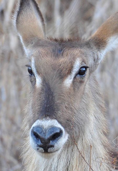 water-buck-wild-kenia-safari-amin-tours