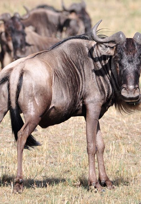 wildebeest-safari-amin-tours-kenya