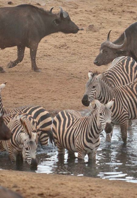 wildlife-tsavo-safaris