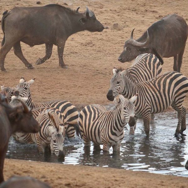 wildlife-tsavo-safaris