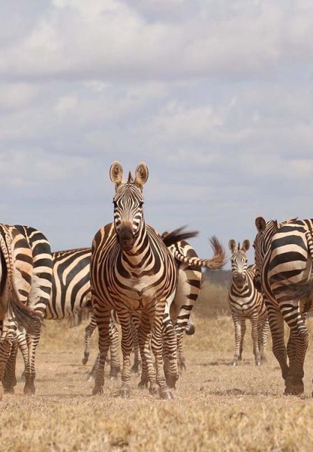 zebra-amin-safaris-kenya-tours