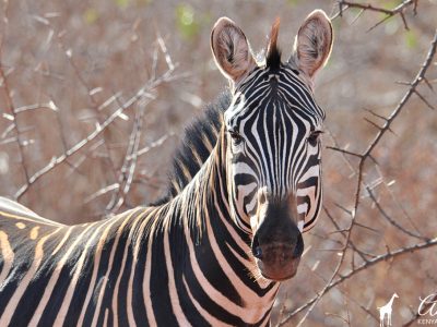 zebra-close-up-kenya-safari