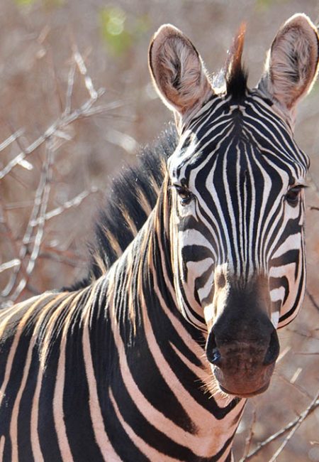 zebra-close-up-kenya-safari